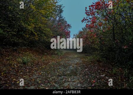 Straße im Herbst. Mistic nebeliger Morgen. Farbige Blätter im Boden. Stockfoto