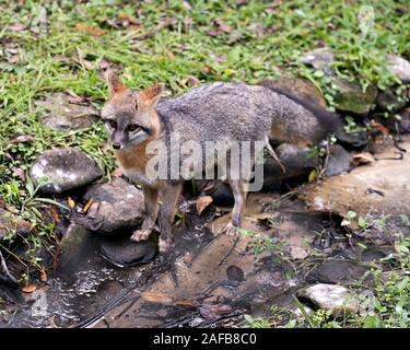 Gray fox Tier close-up Profil anzeigen Anzeigen von seinem Körper, Kopf, Ohren, Augen, Nase, Kopf, buschigen Schwanz in seiner Umgebung und Umwelt mit Laub Stockfoto