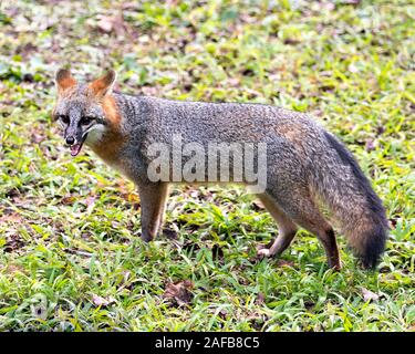 Gray fox Tier close-up Profil anzeigen Anzeigen von seinem Körper, Kopf, Ohren, Augen, Nase, Kopf, buschigen Schwanz in seiner Umgebung und Umwelt mit Laub Stockfoto