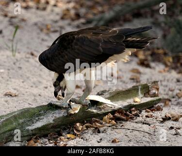 Osprey vogel Profil anzeigen Essen Ein Fisch seine braunes Gefieder Kopf, talons mit bokeh Hintergrund in seiner Umgebung und Umwelt. Stockfoto