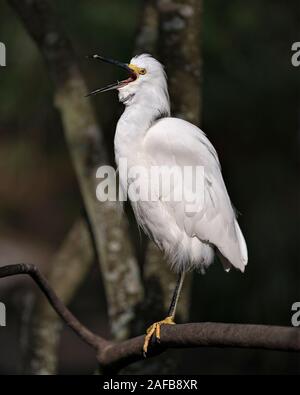 Snowy Egret in der Nähe Profil ansehen gehockt und schreien, singen, Anzeigen weißes Gefieder, Kopf, Schnabel, Augen, Füße in seine Umgebung und die umliegenden wi Stockfoto