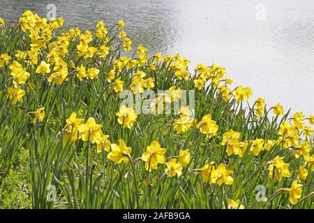 27.09.05, Narzissen Osterglocken (Narcissus) im Gegenlicht Stockfoto