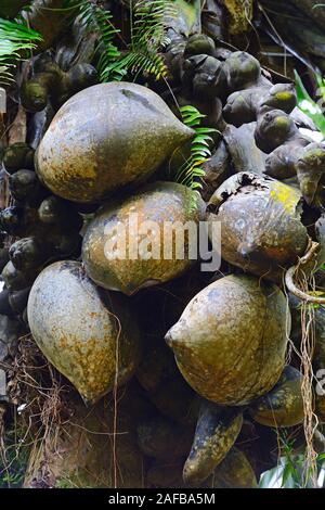 Kokosmüsse, Coco de Mer, Frucht der Seychellenpalme (Lodoicea maldivica), größter Samen der Erde, Insel Mahe, Seychellen Stockfoto