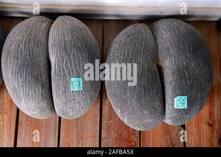 Coco de Mer, Frucht der Seychellenpalme (Lodoicea maldivica), größter Samen der Erde, für den Verkauf lizensierte Exmplare, Insel Mahe, Seychellen Stockfoto