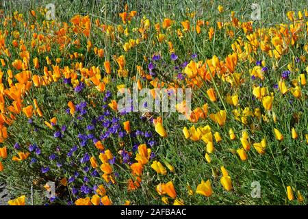 Mohnblüten, Kalifornischer Mohn, Goldmohn (Eschscholzia californica) und Wegerichblättriger Natternkopf (Echium Plantagineum), Kanarische Inseln, Tene Stockfoto