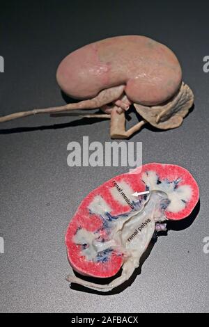 Präparat, Plastinat, menschliche Niere, Lehrwerk Museum, Berlin, Deutschland Stockfoto