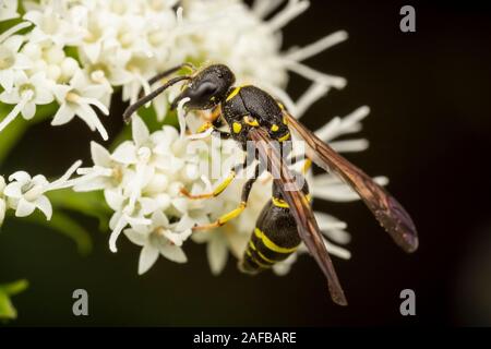 Ein Potter Wasp (Ancistrocerus adiabatus) sucht nach Nektar auf weißem Snakeroot Blume. Stockfoto
