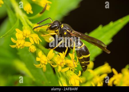 Ein Potter Wasp (Ancistrocerus adiabatus), Parasitiert durch ein Twisted-pair-geflügelten Insekten, sucht nach Nektar auf einem goldrute Blume Stockfoto