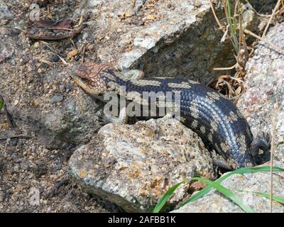 Blau Gestromt-tongued lizard Tiliqua nigrolutea Sommer Stockfoto