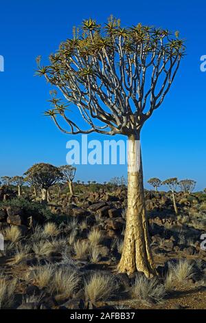 Koecherbaum oder Quivertree (Afrikaans: Köcherbaum, Aloe dichotoma) bei Sonnenaufgang, Keetmanshoop, Namibia, Afrika Stockfoto