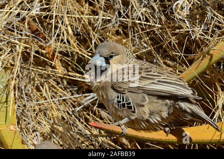 Siedelweber (Philetairus socius) Keetmanshoop, Namibia, Afrika Stockfoto