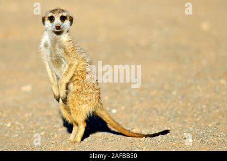 Erdmaennchen (Suricata Suricatta) Im Morgenlicht, Bei Keetmanshoop, Namibia, Afrika Stockfoto