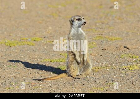 Erdmaennchen (Suricata Suricatta) Im Morgenlicht, Bei Keetmanshoop, Namibia, Afrika Stockfoto