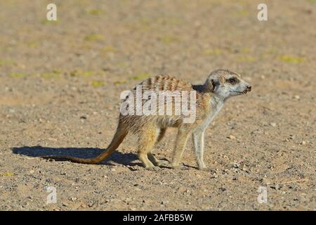 Erdmaennchen (Suricata Suricatta) Im Morgenlicht, Bei Keetmanshoop, Namibia, Afrika Stockfoto