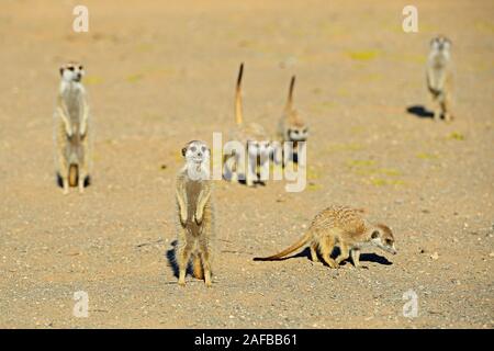 Erdmaennchen (Suricata Suricatta) Im Morgenlicht, Bei Keetmanshoop, Namibia, Afrika Stockfoto