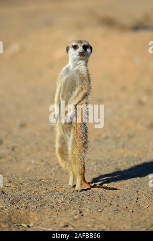 Erdmaennchen (Suricata Suricatta) Im Morgenlicht, Bei Keetmanshoop, Namibia, Afrika Stockfoto