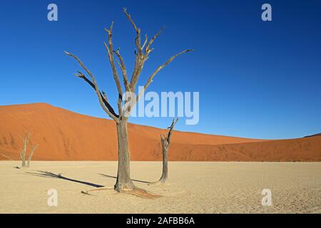 Kameldornbaeume (Acacia Erioloba), auch Kameldorn oder Kameldornakazie im letzten Abendlicht, Namib Naukluft Nationalpark, Deadvlei, Dead Vlei, Sossu Stockfoto