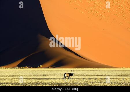Spiessbock, Oryx Antilope (Oryx gazella) vor riesigen sandduenen im letzten Abendlicht, Namib Naukluft Nationalpark, Sossusvlei, Namibia, Afrika Stockfoto