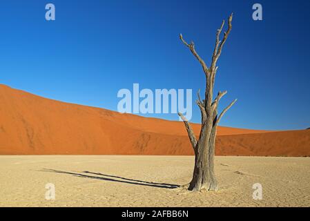 Kameldornbaeume (Acacia Erioloba), auch Kameldorn oder Kameldornakazie im letzten Abendlicht, Namib Naukluft Nationalpark, Deadvlei, Dead Vlei, Sossu Stockfoto