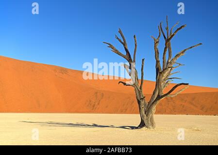 Kameldornbaeume (Acacia Erioloba), auch Kameldorn oder Kameldornakazie im letzten Abendlicht, Namib Naukluft Nationalpark, Deadvlei, Dead Vlei, Sossu Stockfoto