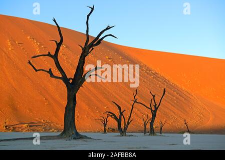 Kameldornbaeume (Acacia Erioloba), auch Kameldorn oder Kameldornakazie im letzten Abendlicht, Namib Naukluft Nationalpark, Deadvlei, Dead Vlei, Sossu Stockfoto