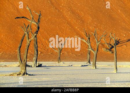 Kameldornbaeume (Acacia Erioloba), auch Kameldorn oder Kameldornakazie im letzten Abendlicht, Namib Naukluft Nationalpark, Deadvlei, Dead Vlei, Sossu Stockfoto