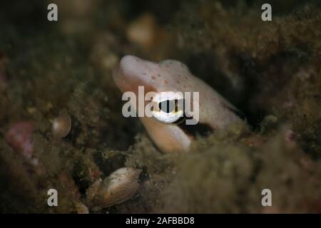 Die falschen cleanerfish (Aspidontus Taeniatus). Unterwasser Makrofotografie von Lembeh, Indonesien Stockfoto