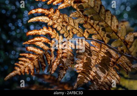 Schönen Herbst bunte Blätter mit golden und blau bokeh Hintergrund im Herbst Tag in Finnland Stockfoto