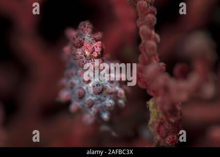 Pygmy seahorse auch bekannt als Bargibant der Seepferdchen (Hippocampus Bargibanti). Unterwasser Makrofotografie von Lembeh, Indonesien Stockfoto