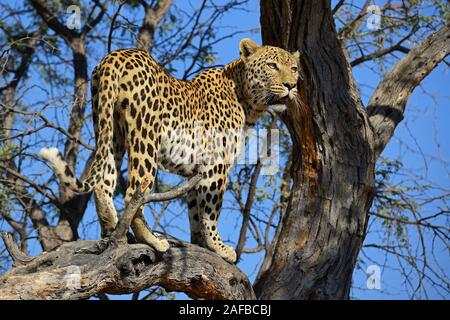 Leopard (Panthera Pardus) Haelt Ausschau Auf Einem Baum am Abend, Khomas Region, Namibia, Afrika Stockfoto