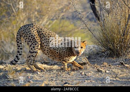 Gepard, Namibia, Afrika Stockfoto