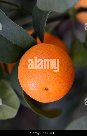 Orange (Citrus spec.) ein Einem Orangebaum Stockfoto