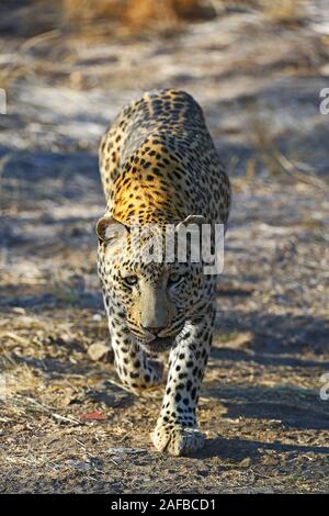 Leopard in Landschaft, Namibia, Afrika Stockfoto