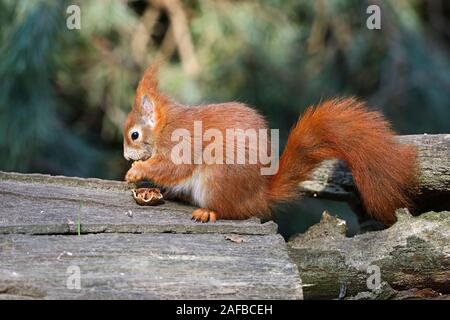 Eichhörnchen (Sciurus vulgaris), frisst Nuss, Brandenburg, Deutschland Stockfoto