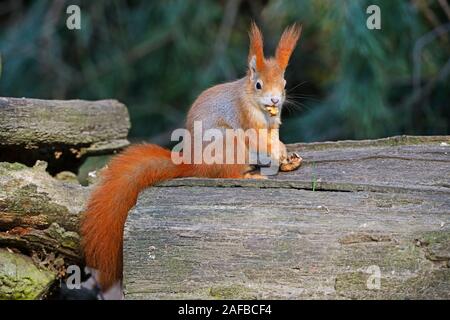 Eichhörnchen (Sciurus vulgaris), frisst Nuss, Brandenburg, Deutschland Stockfoto