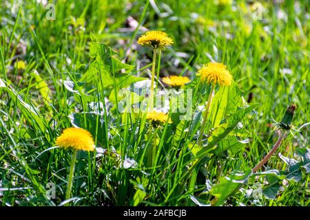 Gelber Löwenzahn Blumen im hohen Gras. Frühling Natur Hintergrund an einem sonnigen Tag. Stockfoto