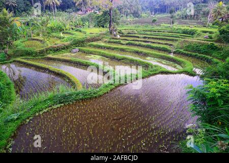 Reisfelder und Reisterassen im Süden von Bali, Indonesien Stockfoto