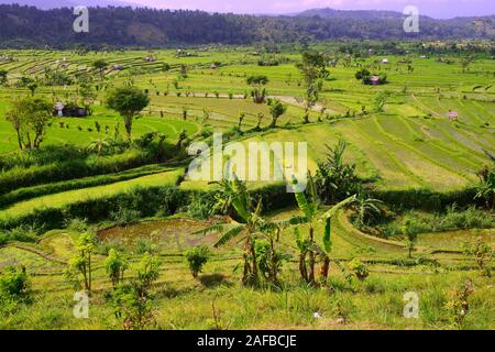 Reisfelder und Reisterassen im Süden von Bali, Indonesien Stockfoto