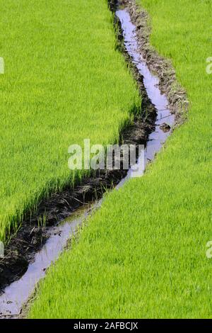 Junge Reissetzlinge mit Bewässerungskanal an den Reisterassen von Jatiluwih, Bali, Indonesien Stockfoto