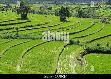 Reisfelder und Reisterassen im Süden von Bali, Indonesien Stockfoto