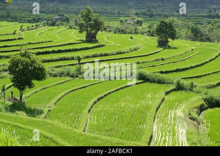 Reisfelder und Reisterassen im Süden von Bali, Indonesien Stockfoto