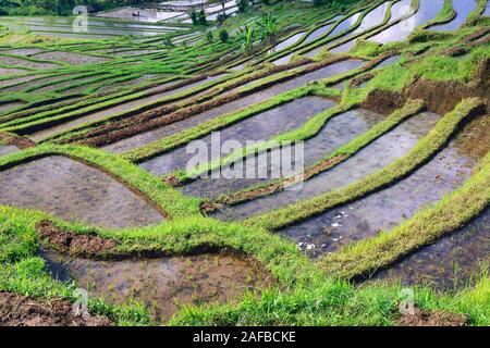 Die berühmten Reisterassen von Jatiluwih, Bali, Indonesien Stockfoto