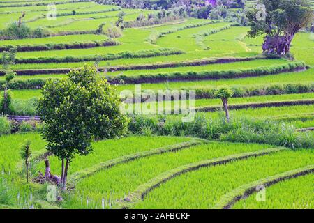 Reisfelder und Reisterassen im Süden von Bali, Indonesien Stockfoto