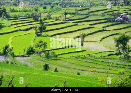 Reisfelder und Reisterassen im Süden von Bali, Indonesien Stockfoto