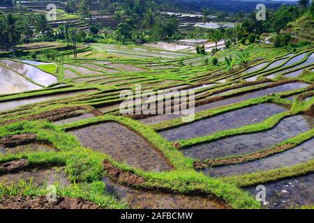 Die berühmten Reisterassen von Jatiluwih, Bali, Indonesien Stockfoto