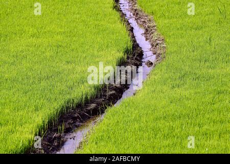 Junge Reissetzlinge mit Bewässerungskanal an den Reisterassen von Jatiluwih, Bali, Indonesien Stockfoto