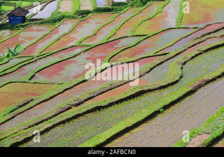 Die berühmten Reisterassen von Jatiluwih, Bali, Indonesien Stockfoto