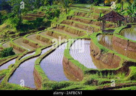 Die berühmten Reisterassen von Jatiluwih, Bali, Indonesien Stockfoto