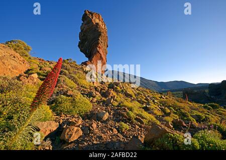 Roques de Garcia, Pico del Teide, Las Canadas, bei Sonnenaufgang, Rot blühender Wildprets Natternkopf (Echium wildpretii), Teide-Nationalpark, Uneso Stockfoto