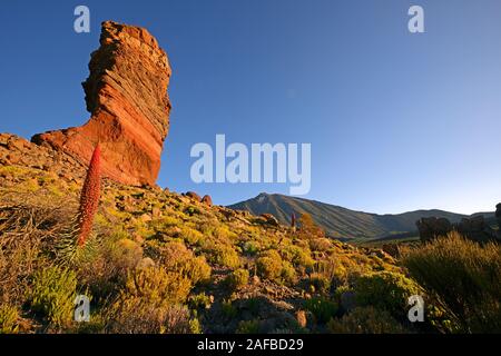 Roques de Garcia, Pico del Teide, Las Canadas, bei Sonnenaufgang, Rot blühender Wildprets Natternkopf (Echium wildpretii), Teide-Nationalpark, Uneso Stockfoto